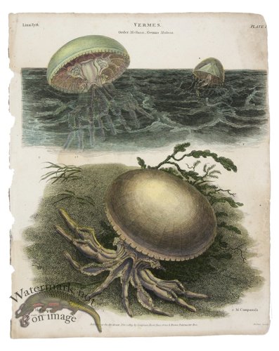 (image for) Hydrozoa Jellyfish