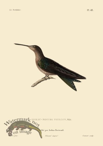 (image for) Humming Bird 45