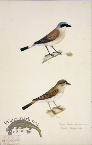 (image for) 103 Swedish Birds . Merops Apiaster, European Bee-eater, M.F