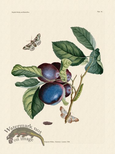 (image for) Wilkes Butterflies 036