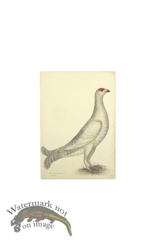 BLACK GROUSE ALBINO . PL 18