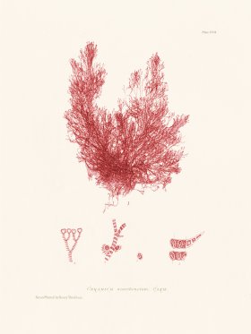 Bradbury Seaweed 107