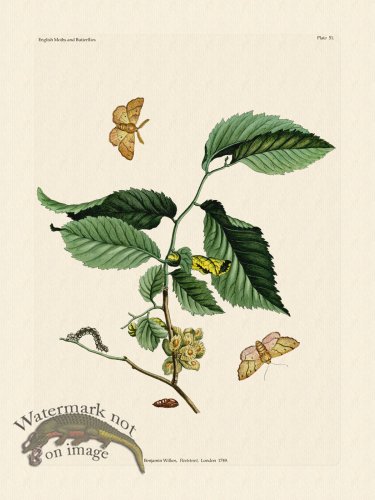 (image for) Wilkes Butterflies 051