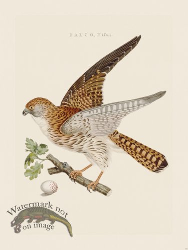 (image for) Nozeman Bird 112