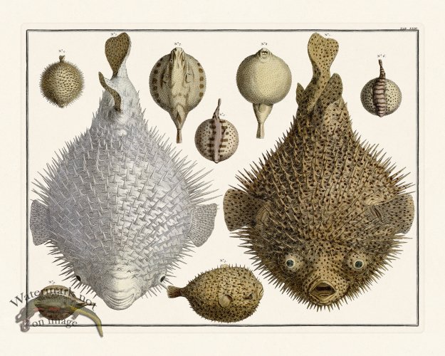 (image for) Seba B2 023 Blowfish