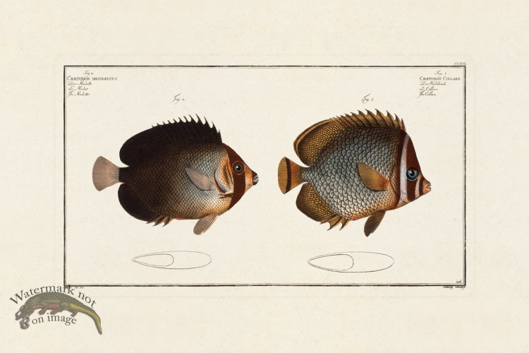 (image for) BLOCH FISH 216