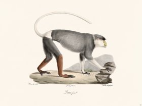 Cuvier 343 Douc Female