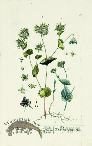 Blackwell German 049