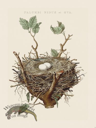 (image for) Nozeman Bird 124