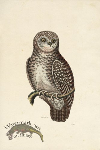 (image for) KO 20 Little Owl