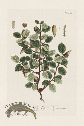 (image for) BEE 186 The Scarlet Oak