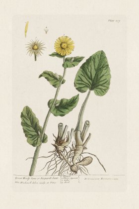 BEE 239 Great Woolfs-bane