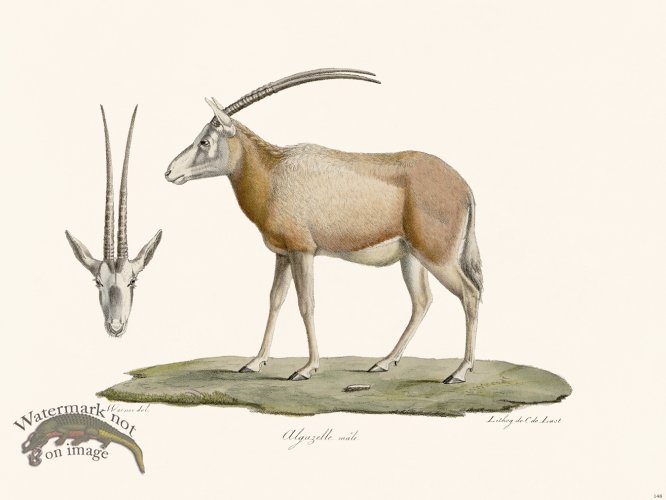 (image for) Cuvier 148 Algagelle Male