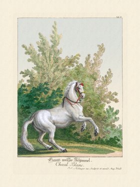 (image for) Ridingers Horses 17