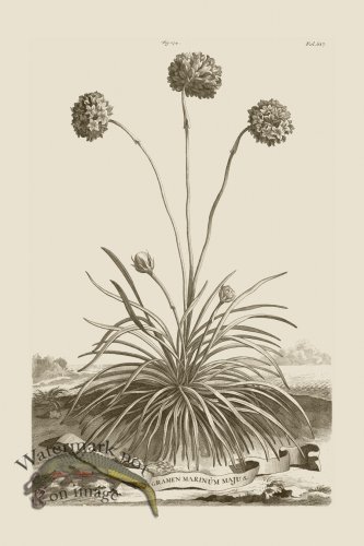 (image for) Abraham Munting 174