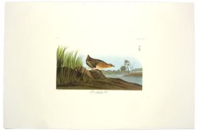 Yellow-Breasted Rail