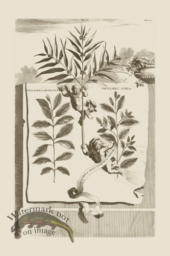 (image for) Abraham Munting 050