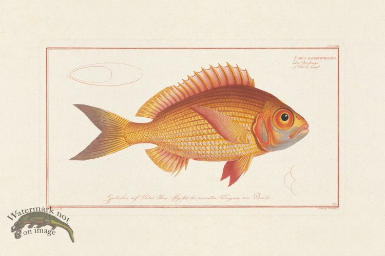 (image for) BLOCH FISH 272