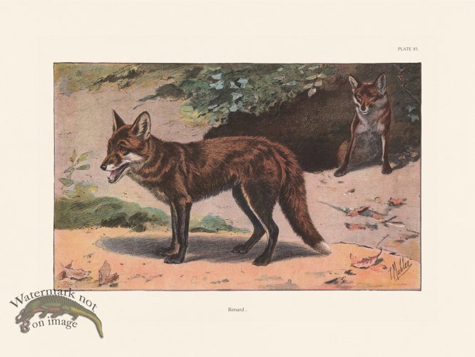 (image for) Les Chiens 083