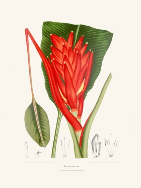 Horticulture of Java 32