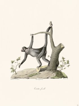 Cuvier 386 Female Coaita