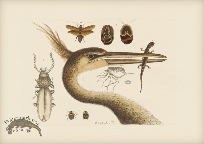 (image for) 214 Largest Crested Heron