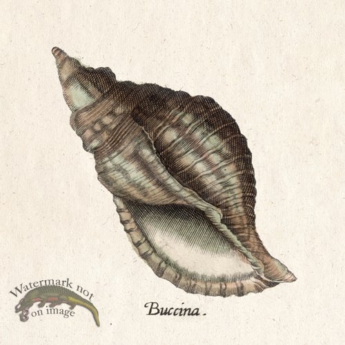 (image for) Merian Shell 14