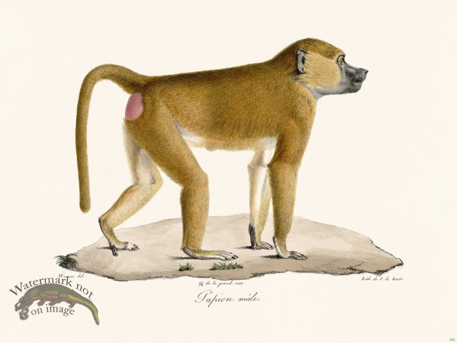 Cuvier 331 Male Tapion