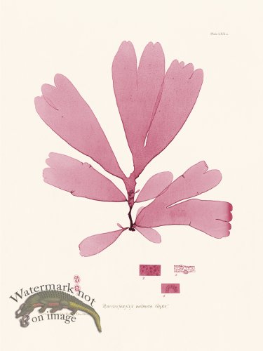 (image for) Bradbury Seaweed 070