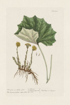 BEE 204 Colt's-foot or Foles-foot