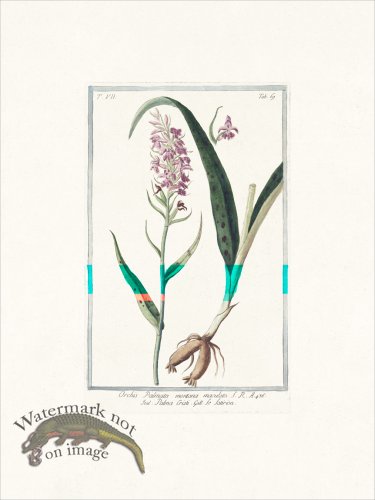 (image for) Bonelli 669 early purple orchis