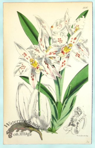 (image for) Curtis Orchids 24