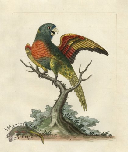 (image for) Edwards Parrot 38.jpg