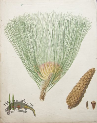 (image for) LG Pine Cone 06