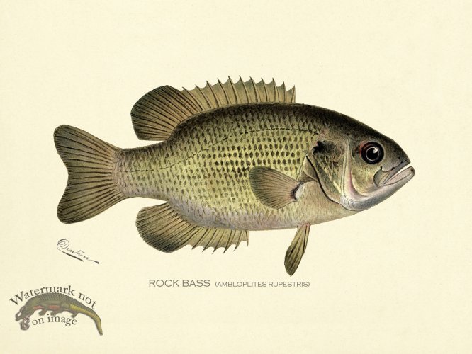 (image for) Bass_Rock_two