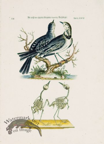 (image for) Meyer Birds 07