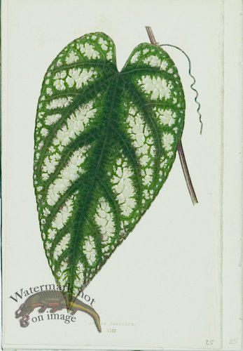 (image for) Lowes Leaves 12