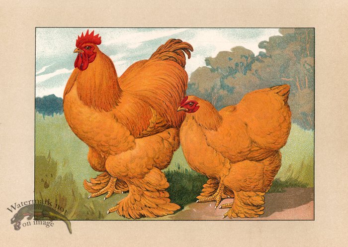 (image for) Chicken 52