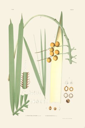 Rodrigues Palm Front 060