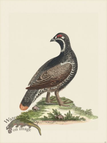 (image for) Edwards 118 Blk Spotd Heathcock