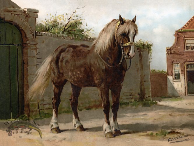 (image for) Zeeland Horse by Eerelman