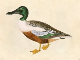 Shoveler Duck - Tribute Bd 41