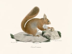 Cuvier 275 Squirrel Cammun