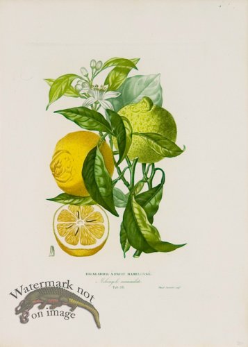(image for) Poiteau Citrus 03