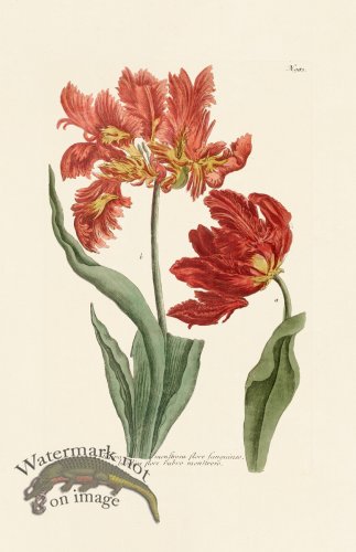 (image for) Weinmann Pl 983