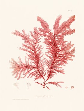 Bradbury Seaweed 110