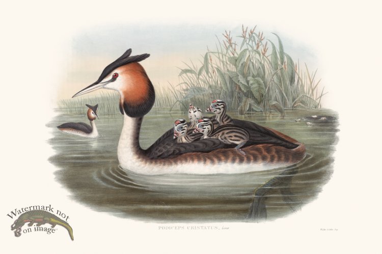 (image for) Gould Waterfowl 28