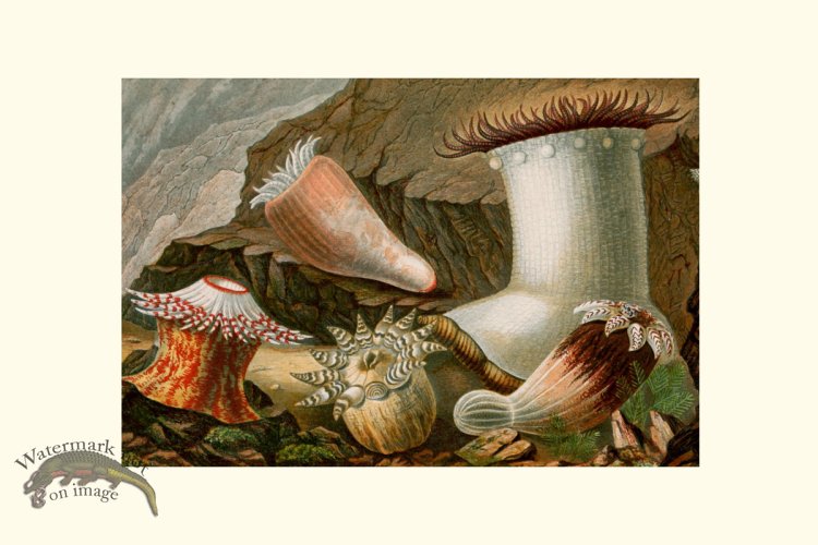 (image for) Underwater 35