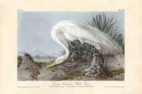 Great American White Egret