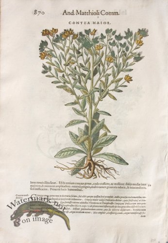 (image for) WB Botanicals 14